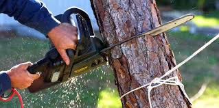 Hoopa, CA Tree Removal and Landscaping Services Company